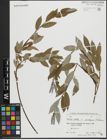 Foto von Salix alba subsp. micans (Andersson) Rech. f.